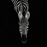 wildanimalportraits-20