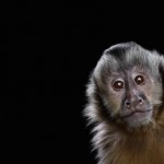 wildanimalportraits-21