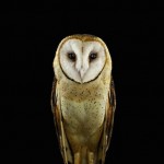 wildanimalportraits-23