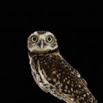 wildanimalportraits-24