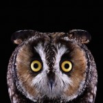 wildanimalportraits-25