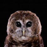 wildanimalportraits-26