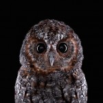 wildanimalportraits-27