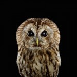 wildanimalportraits-28