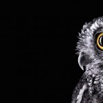 wildanimalportraits-29