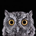 wildanimalportraits-6