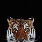 wildanimalportraits-9