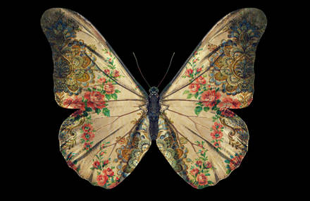 Butterflies by Ettore Biondo