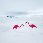 Unexpected Antartica Photography by Gray Malin-3