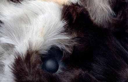 The Animal Foundation – High Fidelity Goat
