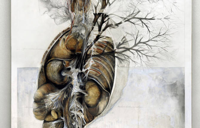 Nature And Anatomy Paintings
