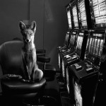 wildanimalsincities-0
