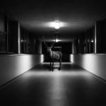 wildanimalsincities-1
