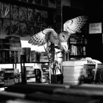 wildanimalsincities-3
