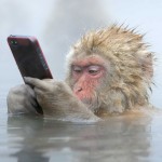 wildlife-photographer-of-the-year-2014-0