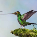 wildlife-photographer-of-the-year-2014-1