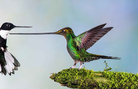 The Best Wildlife Photography Of 2014