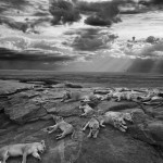 wildlife-photographer-of-the-year-2014-8