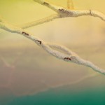 Beautiful Anthill Installation -1