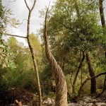 Fantastic Forest by Spencer Byles_6