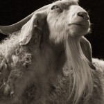 Farm Animals Dramatic Portraits_0