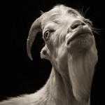 Farm Animals Dramatic Portraits_1