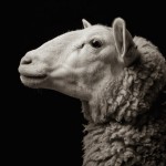 Farm Animals Dramatic Portraits_10