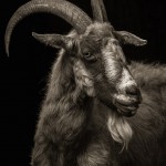 Farm Animals Dramatic Portraits_2