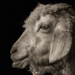 Farm Animals Dramatic Portraits_4