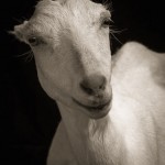 Farm Animals Dramatic Portraits_5