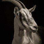Farm Animals Dramatic Portraits_6