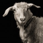 Farm Animals Dramatic Portraits_7