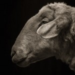 Farm Animals Dramatic Portraits_8