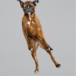 Funny Jumping Dogs Series-10