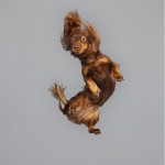 Funny Jumping Dogs Series-11