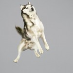 Funny Jumping Dogs Series-13