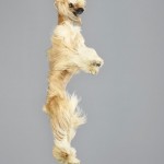 Funny Jumping Dogs Series-14