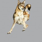 Funny Jumping Dogs Series-15