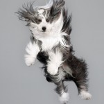 Funny Jumping Dogs Series-2