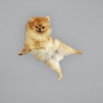 Funny Jumping Dogs Series-3
