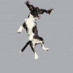 Funny Jumping Dogs Series-5