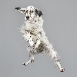 Funny Jumping Dogs Series-6