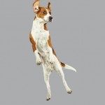 Funny Jumping Dogs Series-7