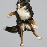 Funny Jumping Dogs Series-9