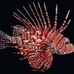 Shiny Crystal Animals -1