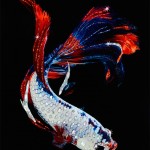 Shiny Crystal Animals -7