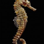 Shiny Crystal Animals -9