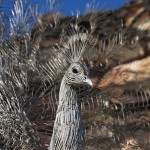 Steel Animal Sculptures on The Beach-7