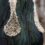 Stunning Plume Sculptures -4