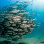 Tornado of Fish Photography-00